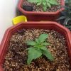 plants