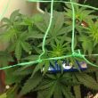 superbud2106 начинаем цвести 1