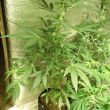 Autofem Somango
