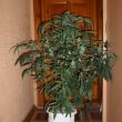 Auto Somango