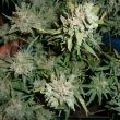 NY Diesel Auto Feml Errors Seeds import (?)