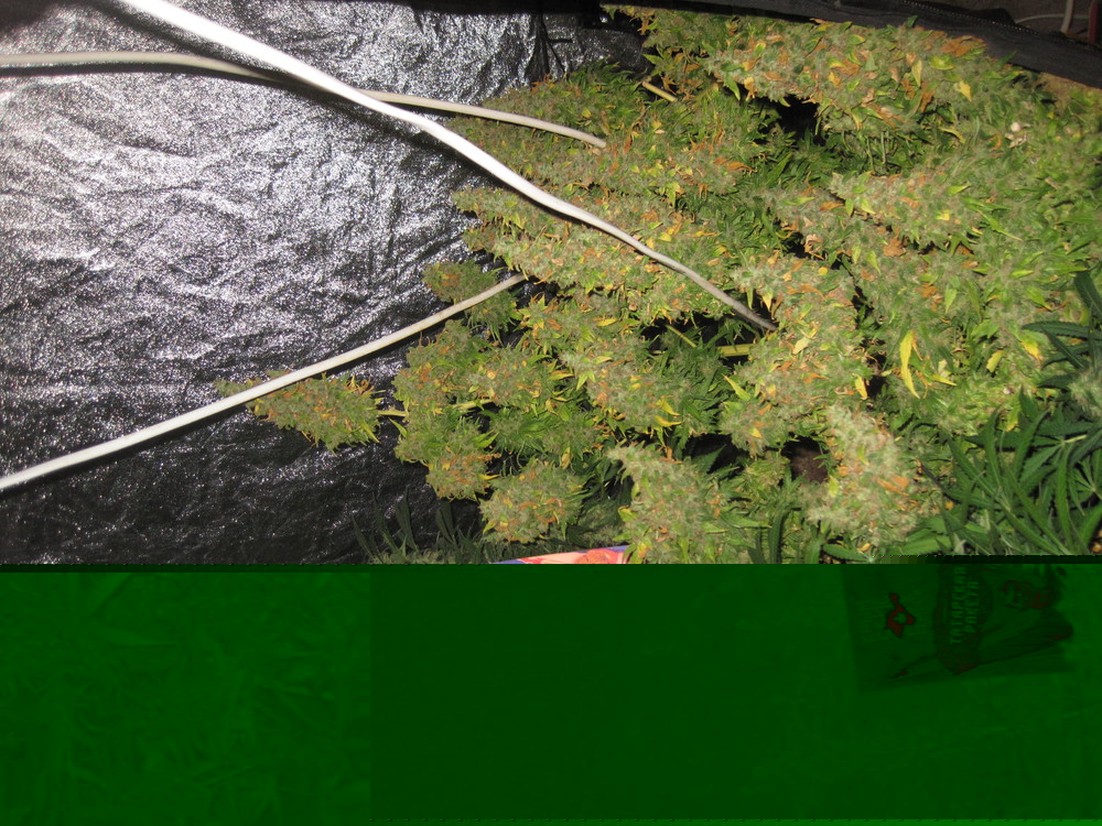 IMG_1821.thumb.JPG.f6e16d722f9df1fbbeb7e