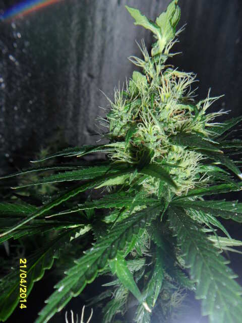 клоны Hash Passion Regular от Seedsman