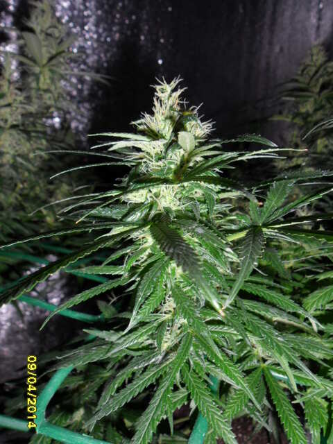 клоны Hash Passion Regular от Seedsman