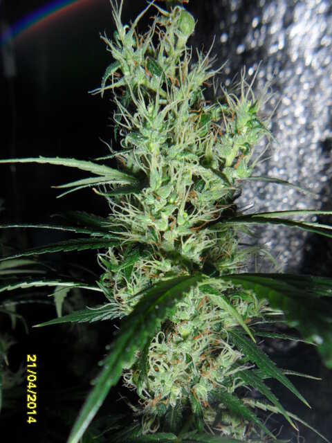 клоны Hash Passion Regular от Seedsman