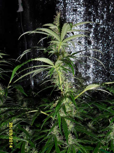 клоны Hash Passion Regular от Seedsman