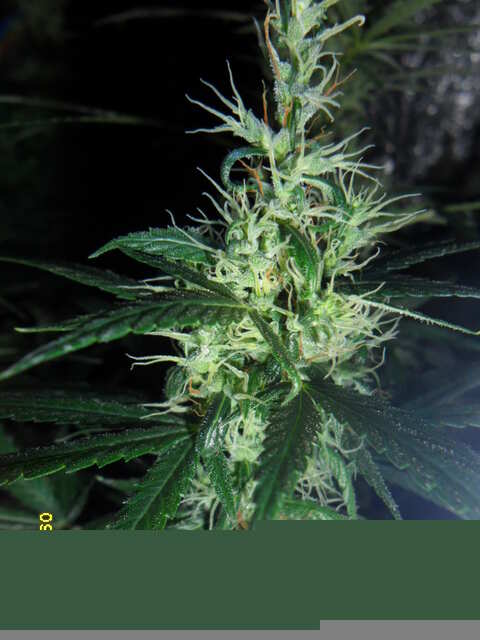 клоны Hash Passion Regular от Seedsman