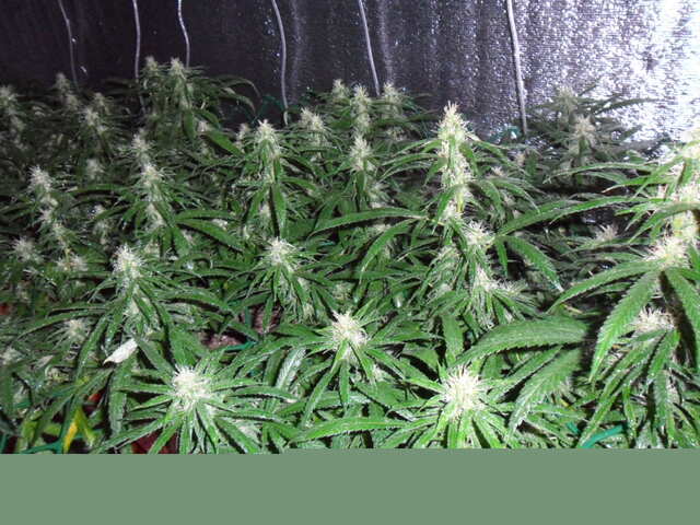 клоны Hash Passion Regular от Seedsman