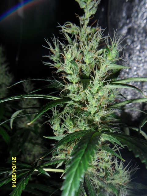 клоны Hash Passion Regular от Seedsman