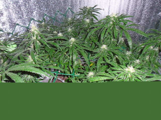 клоны Hash Passion Regular от Seedsman