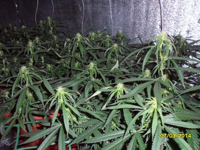 клоны Hash Passion Regular от Seedsman