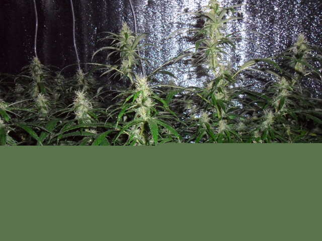 клоны Hash Passion Regular от Seedsman