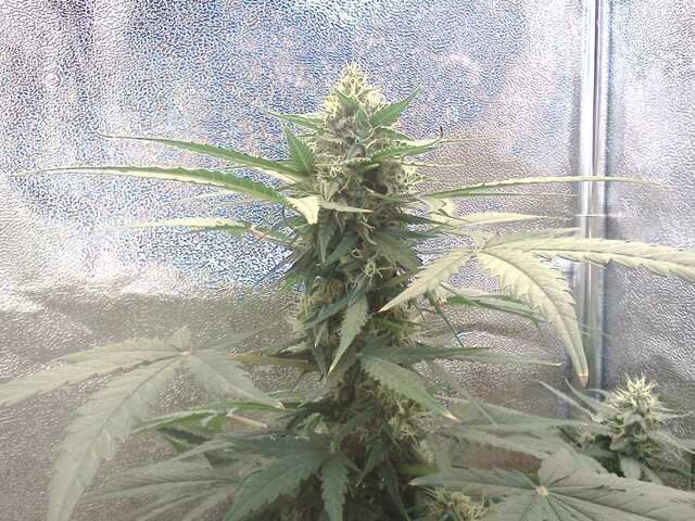 AUTO MANGO FEMINISED (ERRORS-SEEDS)