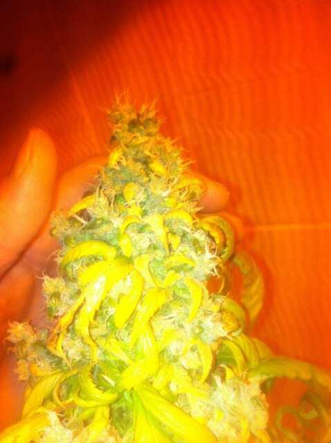 pineapple chunk