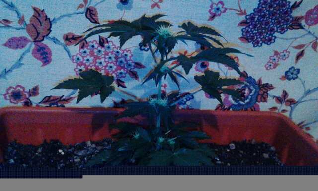 IMG 20140309 000249