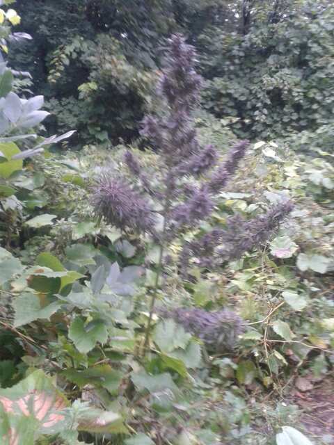 Крест Purple хз)))