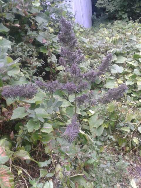 Крест Purple хз)))