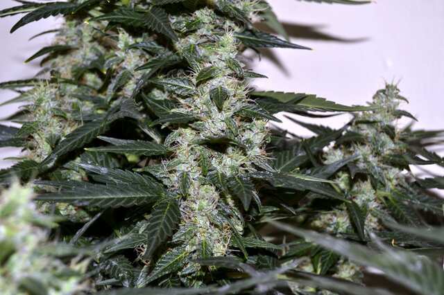 Automatic White Russian