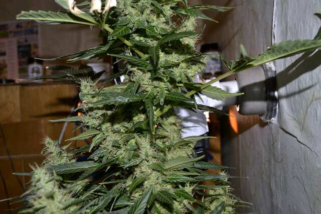 Automatic White Russian