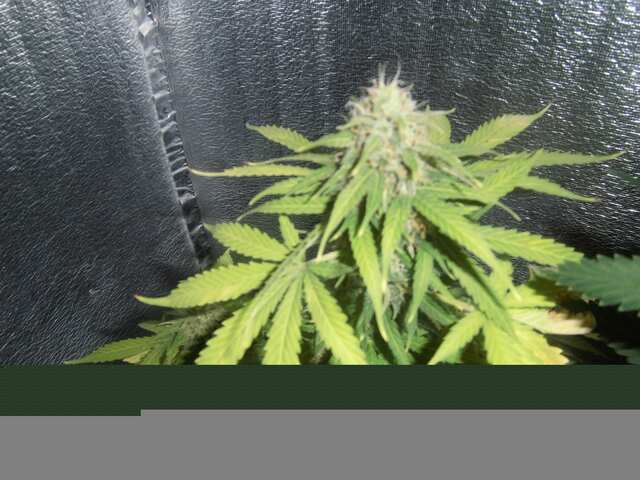 Auto bomb fem