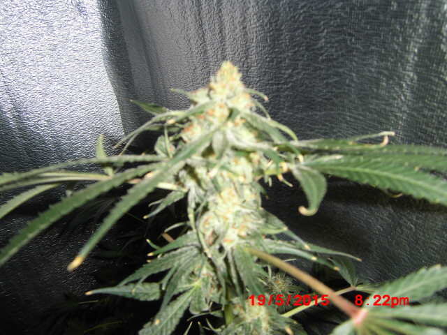 Crimea blue 43 days flowering