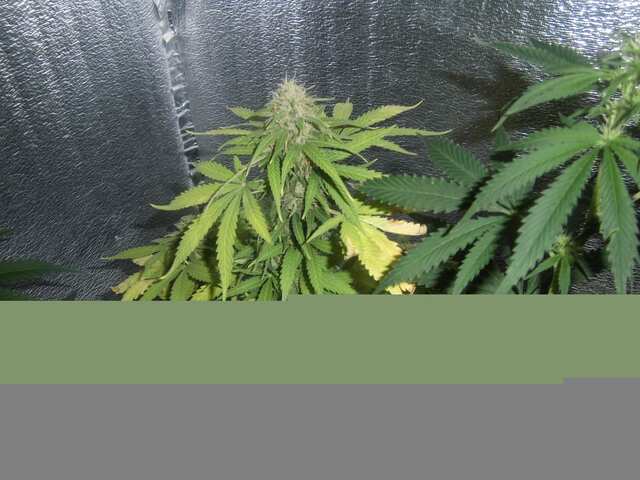 Auto bomb fem