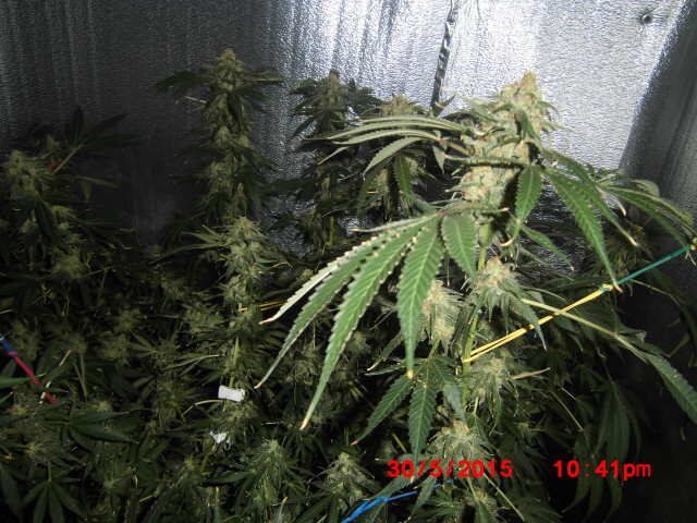 Crimea blue 55 days flowering