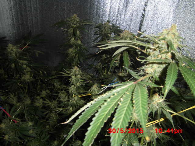 Crimea blue 55 days flowering