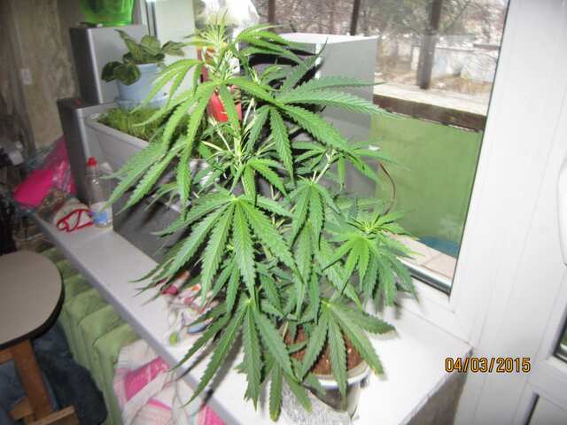 IMG 2414[1]