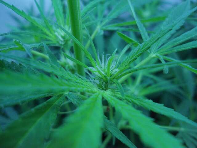 Afghan#1