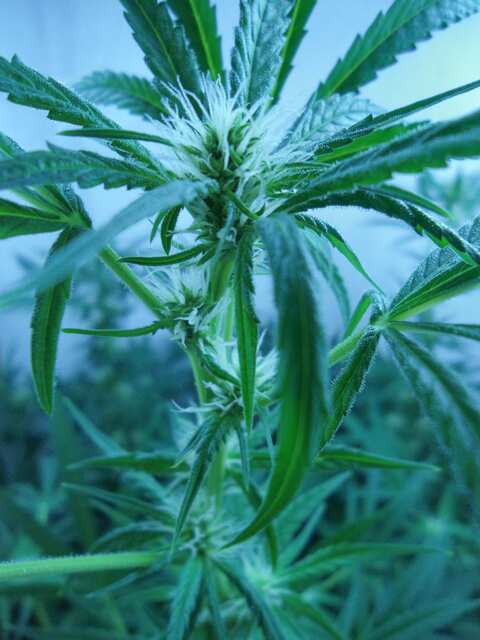 Afghan#1