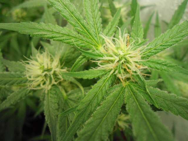 Afghan#1