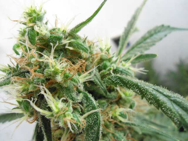 Afghan#1