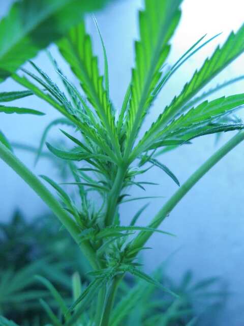 Afghan#1