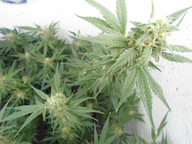 Black Widow