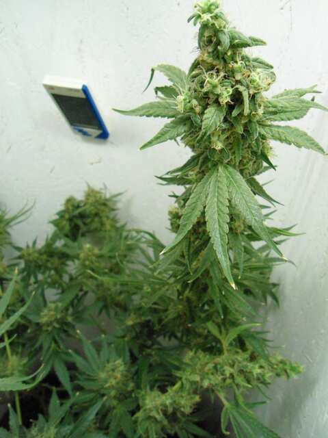 Black Widow