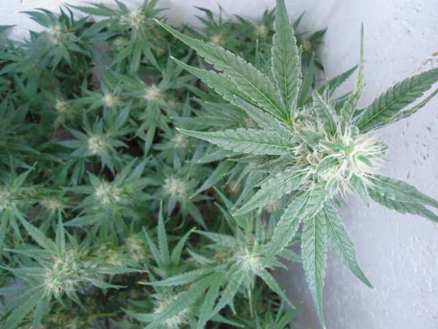 Black Widow