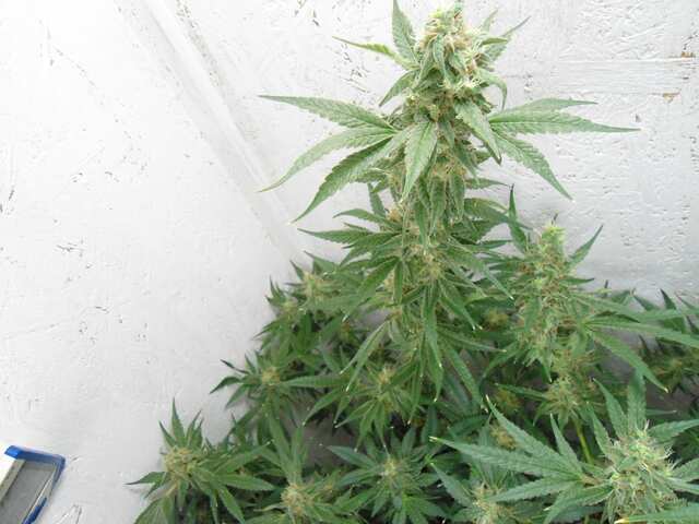 Black Widow