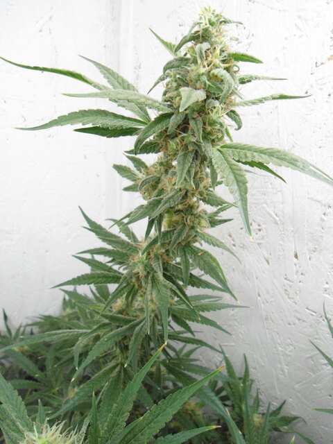 Black Widow