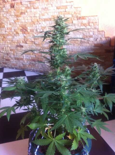 Auto Blueberry от  Errors-seeds 1,5 месяца нам сегодня, цветём