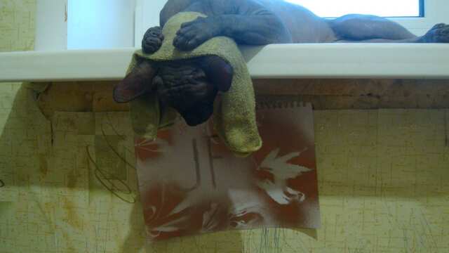 кот мертвоход