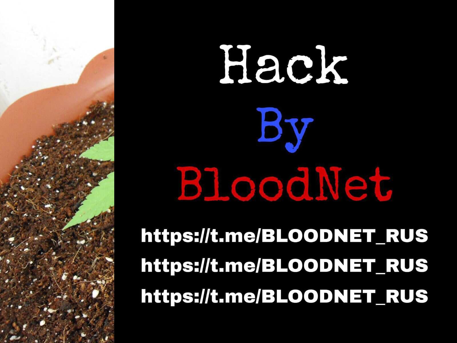 Клон Ташкенти