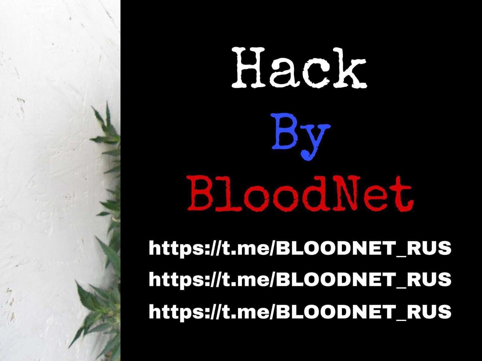 Клон Ташкенти