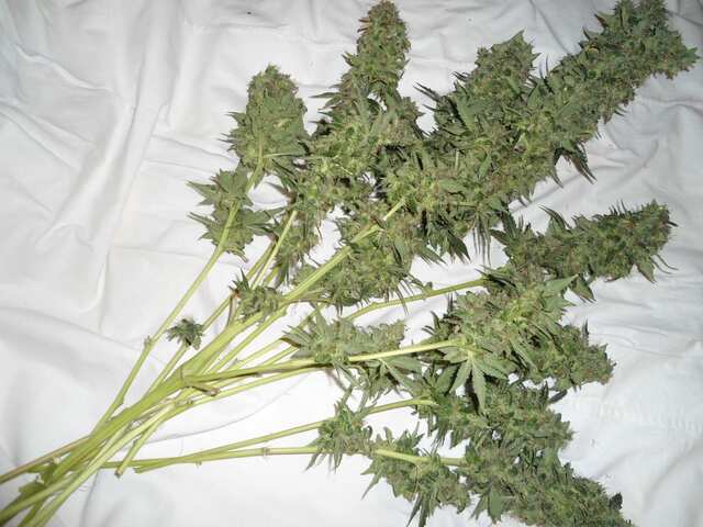 Клон Ташкенти