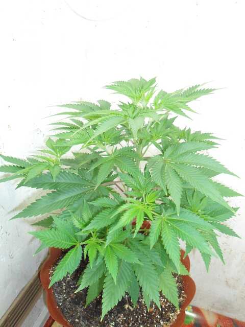 Клон Ташкенти