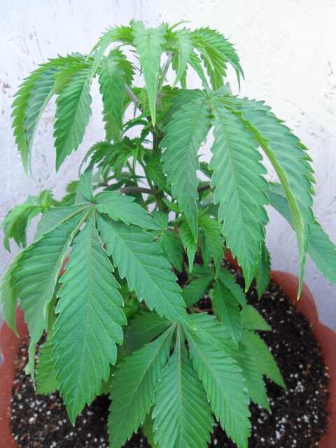 Клон Ташкенти