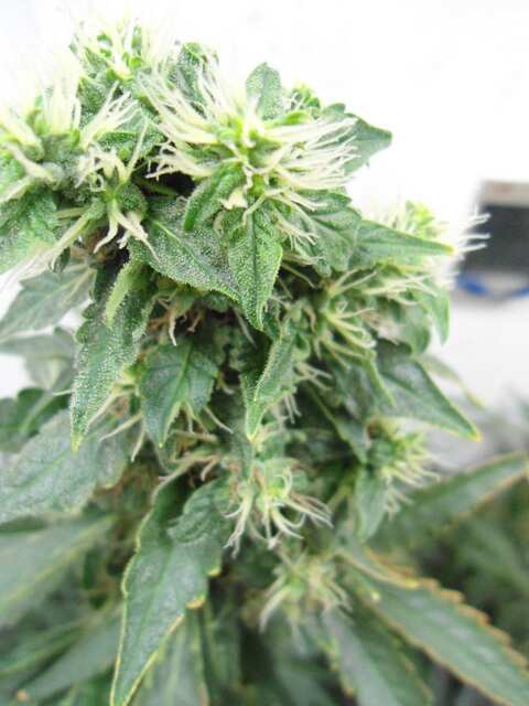 Клон Ташкенти