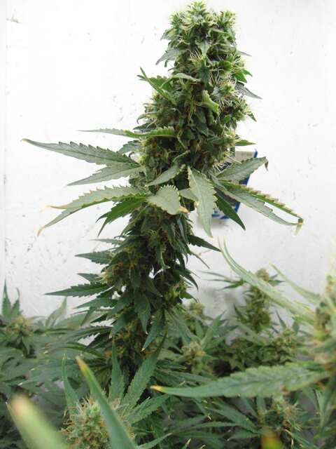 Клон Ташкенти