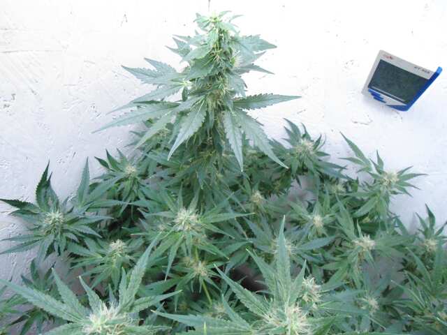 Клон Ташкенти