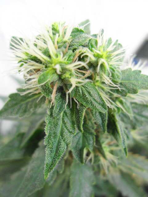 Клон Ташкенти